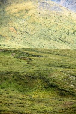 Yeşil otlar ve bitkiler, Altay, Rusya ile kaplı dağları doğal görünümünü