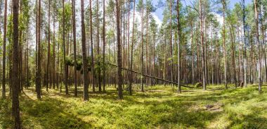 green trees and vegetation in beautiful forest, naliboki forest, belarus clipart