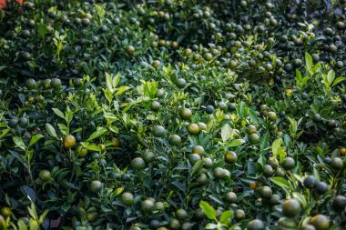 Limonlar