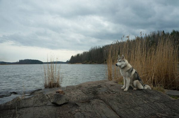 malamute dog standing on lake rocky shore against water, Karelian Isthmus, Russian Federation