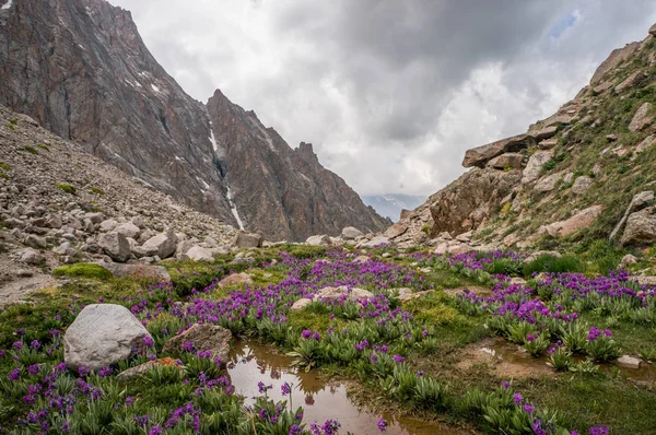 view of meadow with stones and flowers against river stream on foot of rocks, Ala Archa National Park, Kyrgyzstan