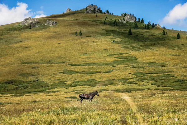 Pferd — Stockfoto