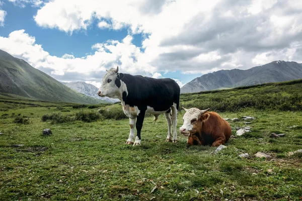 Mucche — Foto Stock