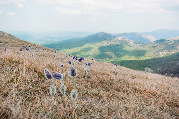 beautiful scenic view of spring flowers and mountains in Ukraine, Crimea, may 2013