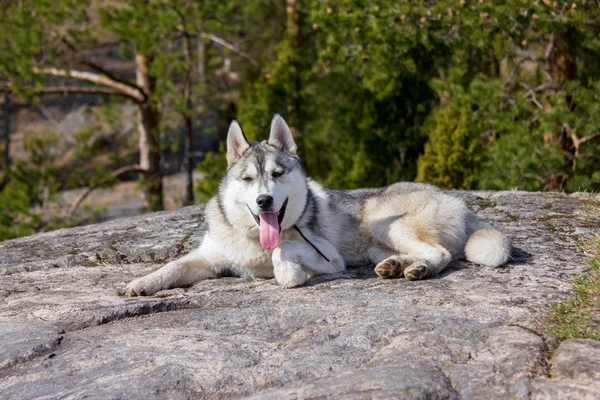 Hund — Stockfoto