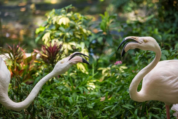 Flamingos — Stockfoto