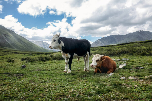Vacas — Imagen de stock Vacas Imagen De Stock