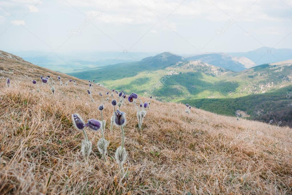 beautiful scenic view of spring flowers and mountains in Ukraine, Crimea, may 2013