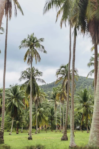 Palm trees — Stock Photo, Image