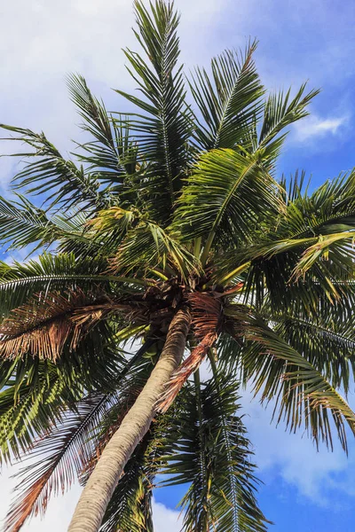 Palmträd — Stockfoto