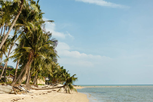 Тропический пейзаж
