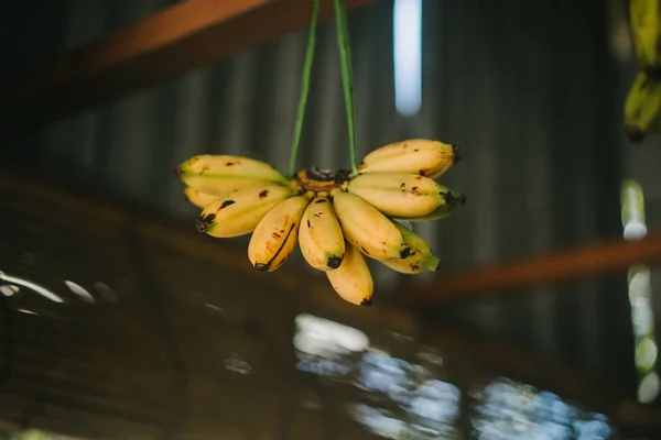 Bananas — Fotografia de Stock Grátis