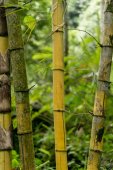 bambusz növény