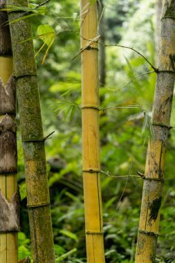 Bambu bitki