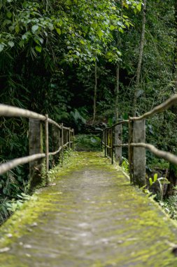 doğal görünümü ile yeşil yeşillik, Bali, Endonezya çeşitli ağaçlar ve köprü