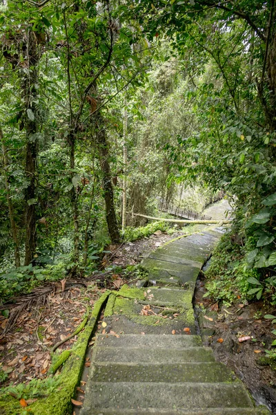 Vista Panorámica Pasos Vacíos Árboles Con Follaje Verde Alrededor Bali — Foto de Stock