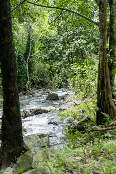 scenic view of river, trees with green foliage and rocks, Bali, Indonesia