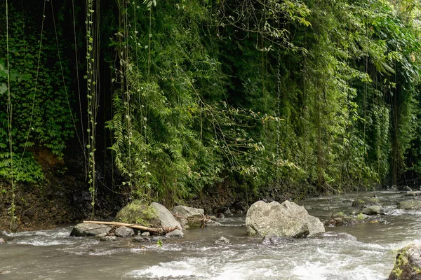 Foliage — Stock Photo, Image