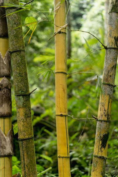 bamboo plants