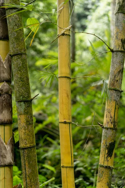 close up view of green bamboo plants with leaves, Bali, Indonesia