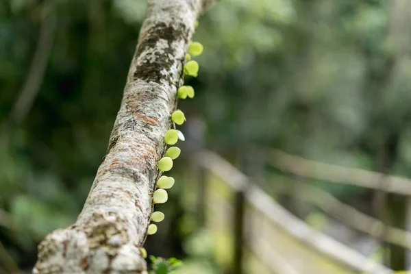 Tree leaves — Free Stock Photo