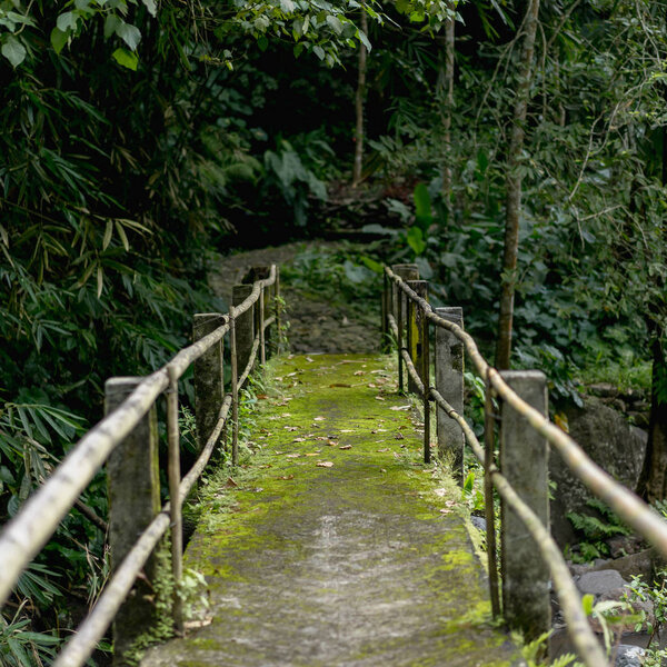 живописный вид на мост и различные деревья с зеленой листвы, Бали, Индонезия

