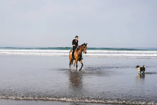 Hund Och Ung Kvinna Rida Häst Stranden Nära Havet — Stockfoto