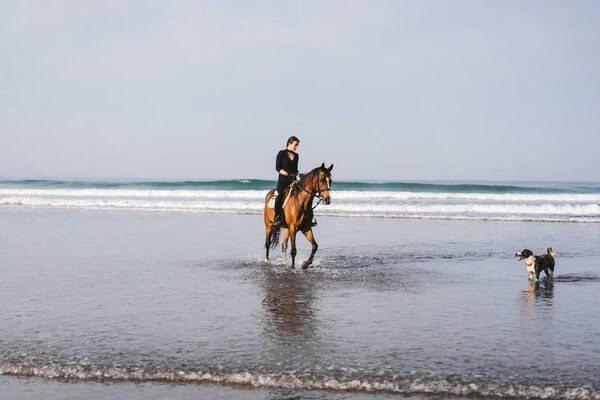 dog and young woman riding horse on beach near ocean