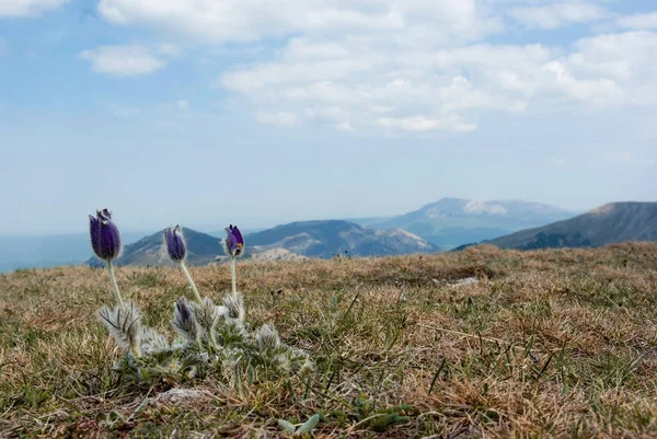 Fleurs printanières en montagne — Photo de stock
