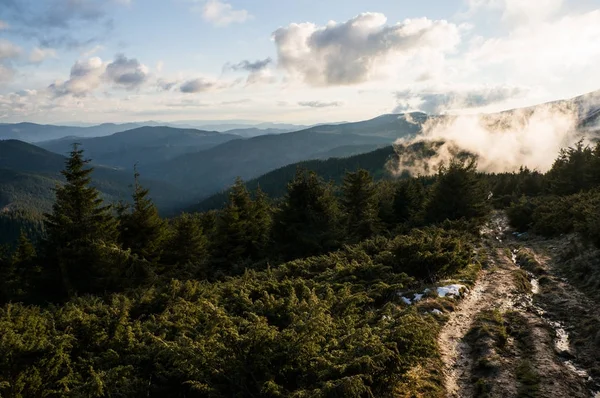 Forêt et ciel nuageux — Photo de stock