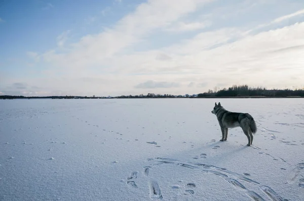 Malamute Hund auf schneebedecktem Feld — Stockfoto