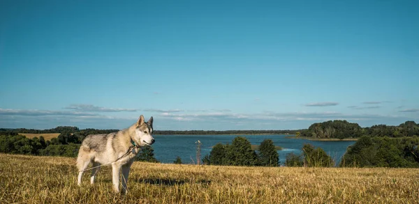 Malamute — Photo de stock