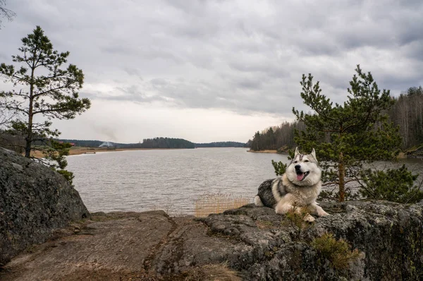 Malamute dog resting on rock — Stock Photo