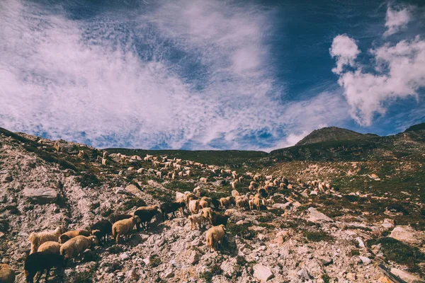 Troupeau de moutons paissant dans les pâturages des montagnes rocheuses, Himalaya indien, col Rohtang — Photo de stock