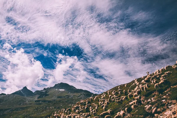 Rebaño de ovejas pastando en pastos en montañas pintorescas, Himalaya india, Paso Rohtang - foto de stock