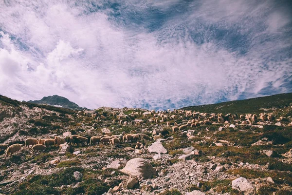 Herd of sheep grazing on pasture in beautiful mountains, Indian Himalayas, Rohtang Pass — Stock Photo