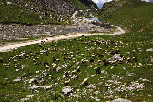 Ovejas pastando en el hermoso valle de la montaña, Himalaya india, Rohtang Pass - foto de stock