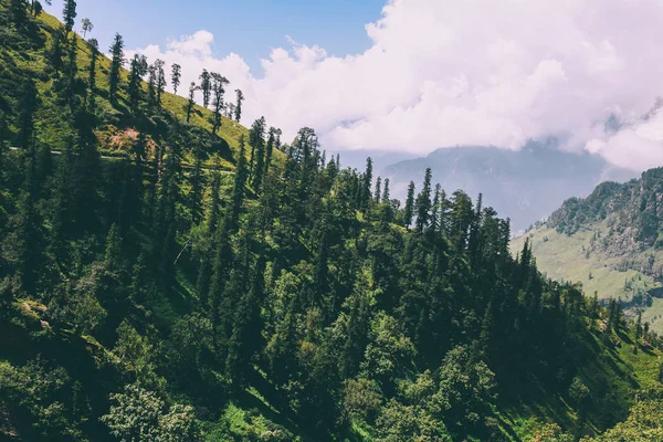 Beautiful trees growing in scenic mountains, Indian Himalayas, Rohtang Pass — Stock Photo