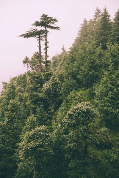 Beautiful green trees growing in Indian Himalayas, Dharamsala, Baksu — Stock Photo