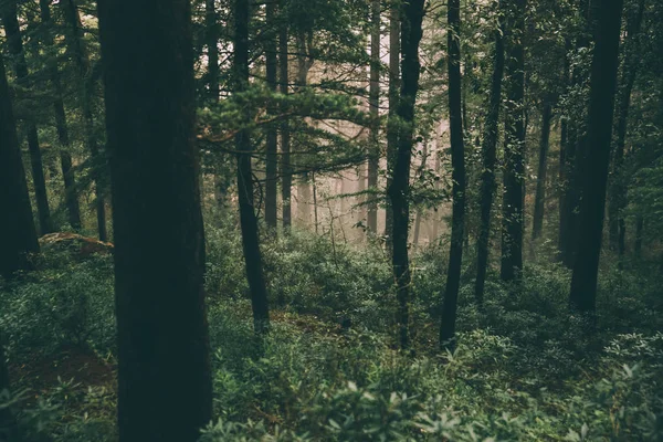 Лес — стоковое фото
