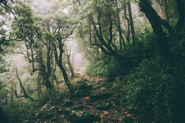 Hermosos árboles majestuosos y sendero rocoso en el Himalaya indio, Dharamsala, Baksu - foto de stock