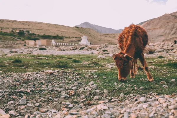 Mucca bruna al pascolo sull'erba nell'Himalaya indiano, nella regione del Ladakh — Foto stock