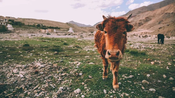 Vaca. - foto de stock