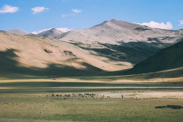 Herd of sheep grazing on pasture in rocky mountains, Indian Himalayas, Ladakh — Stock Photo