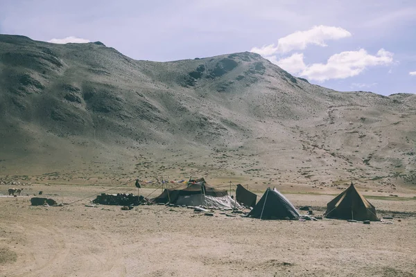 Gregge di pecore al pascolo in montagne rocciose e tende, Himalaya indiano, Ladakh — Foto stock