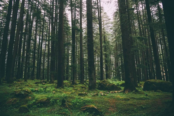 Forêt — Photo de stock
