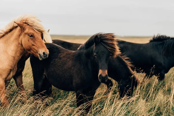 Hermosos caballos negros y marrones en el pasto en Islandia - foto de stock