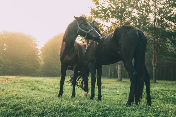 Красиві чорні коні пасуться на зеленій траві Алтай, Росія — стокове фото