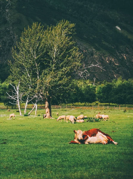 Vache et mouton — Photo de stock