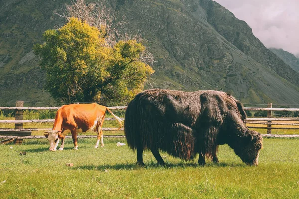 Cow and bison — Stock Photo